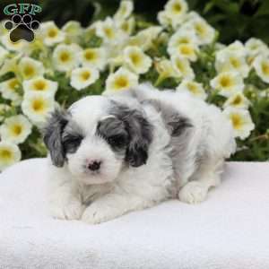 Drew (F1 B), Cavapoo Puppy
